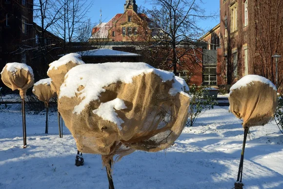 Winterfest eingepackte Bäume im Schnee.